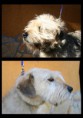 /album/fenykepgaleria/trimmeles-fej-profil-jpg/
